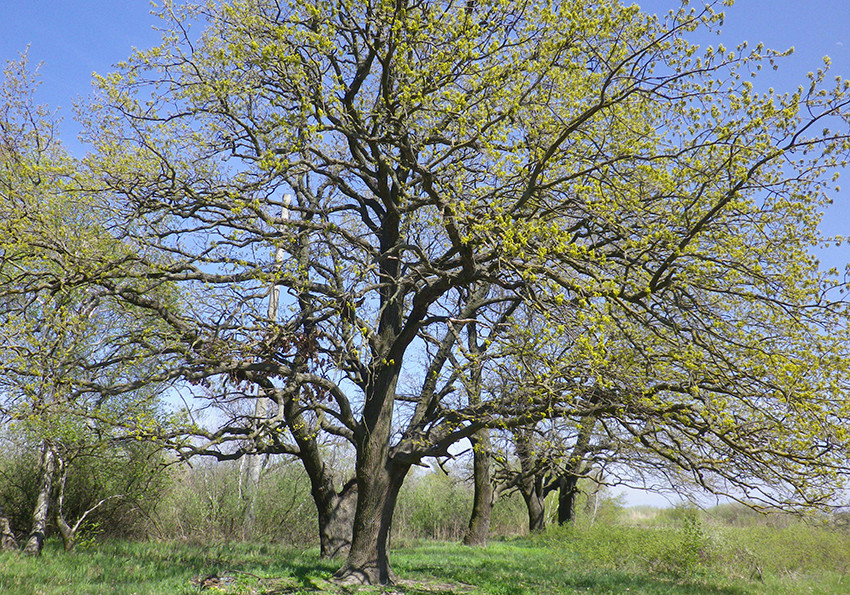  звичайний(Quercus robur L.)